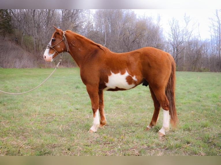 Quarterhäst Valack 13 år 160 cm Overo-skäck-alla-färger in Hillsboro KY