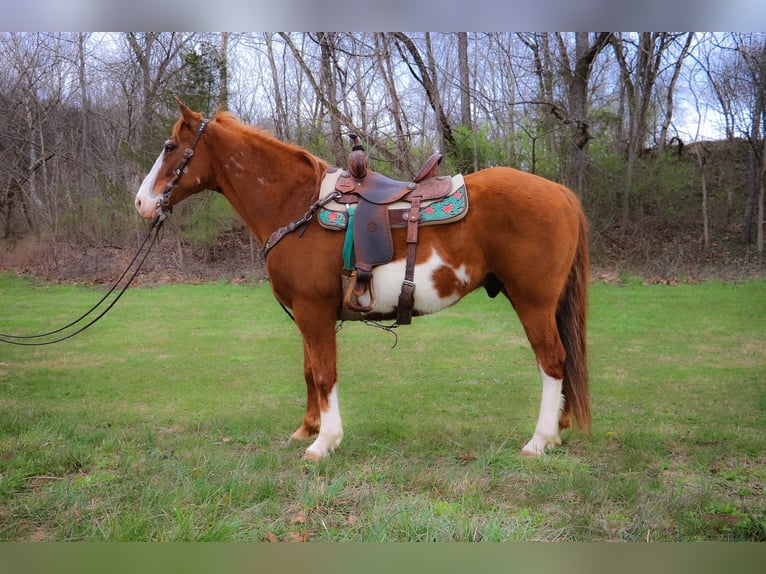 Quarterhäst Valack 13 år 160 cm Overo-skäck-alla-färger in Hillsboro KY