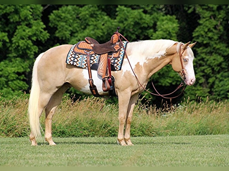 Quarterhäst Valack 13 år 160 cm Overo-skäck-alla-färger in Brodhead KY