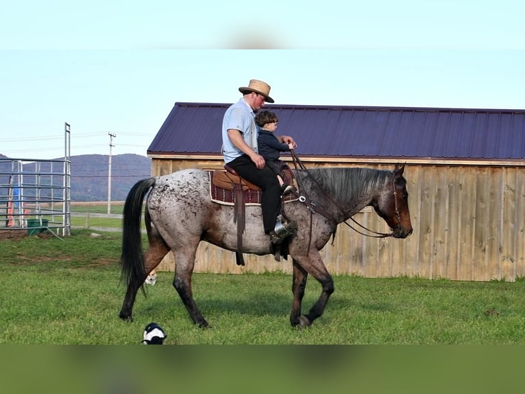 Quarterhäst Blandning Valack 13 år 160 cm in Rebersburg, PA