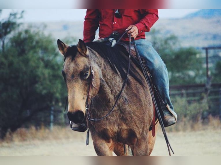 Quarterhäst Valack 13 år 165 cm Gulbrun in Benson, AZ