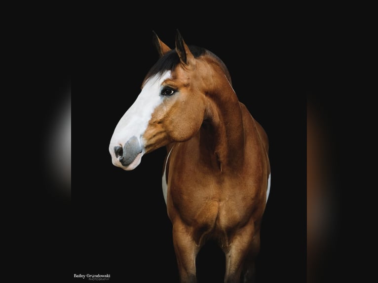 Quarterhäst Valack 13 år 168 cm Overo-skäck-alla-färger in Everett PA