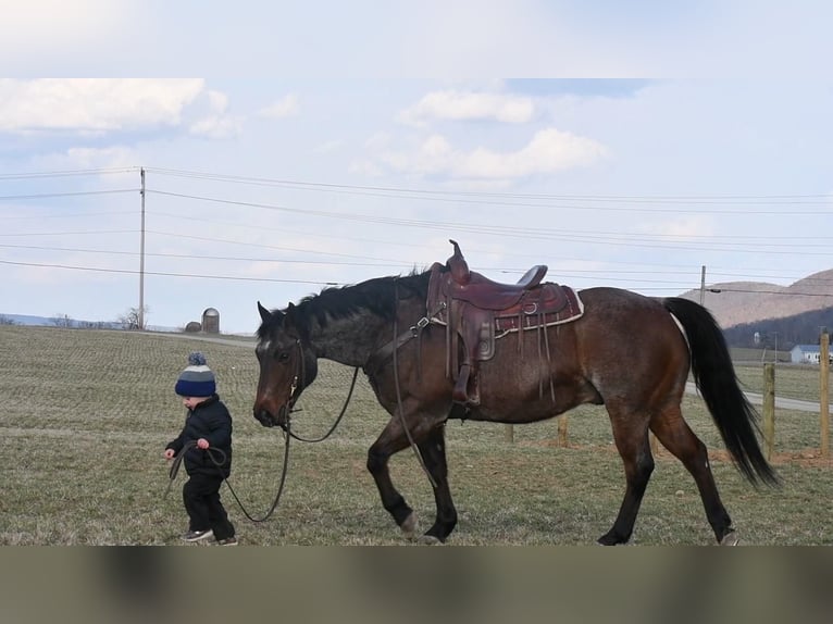 Quarterhäst Valack 13 år Brunskimmel in Rebersburg, PA