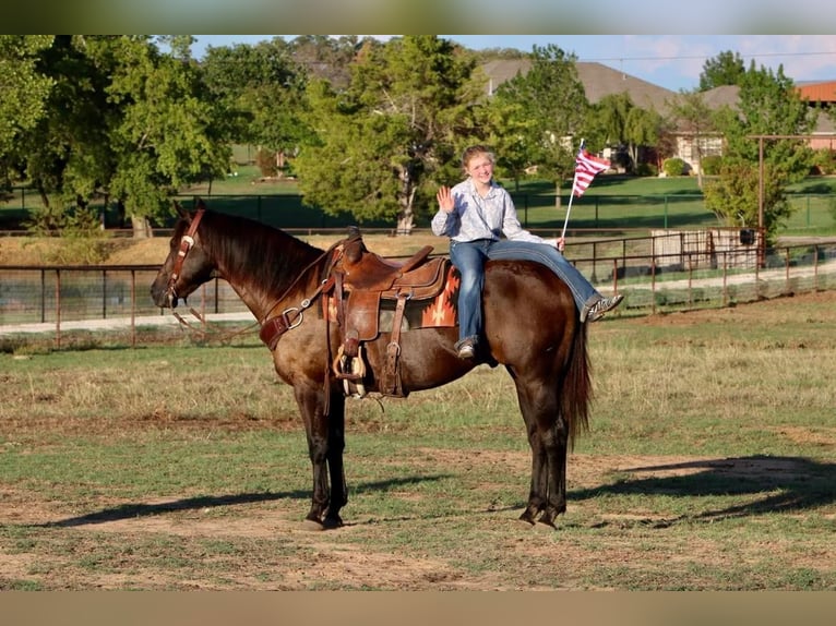 Quarterhäst Valack 13 år Svart in Cleburne, TX