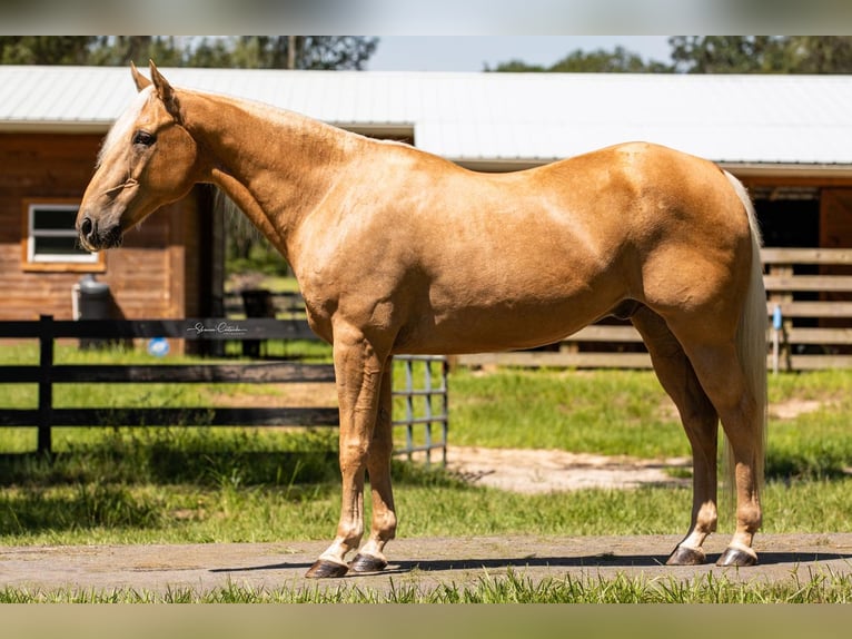 Quarterhäst Valack 14 år 147 cm Palomino in Brooksville, FL