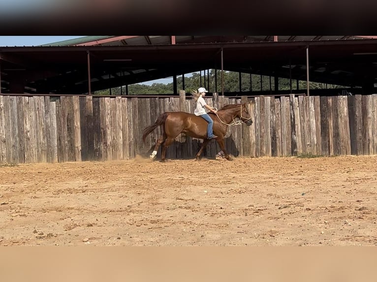 Quarterhäst Valack 14 år 150 cm Fux in Joshua, TX