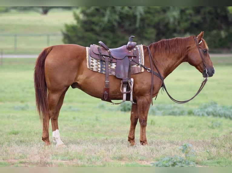 Quarterhäst Valack 14 år 150 cm Fux in Joshua, TX