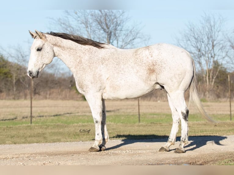 Quarterhäst Valack 14 år 150 cm Grå in Ravenna TX