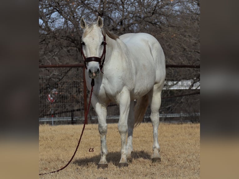 Quarterhäst Valack 14 år 150 cm Grå in Jacksboro, TX