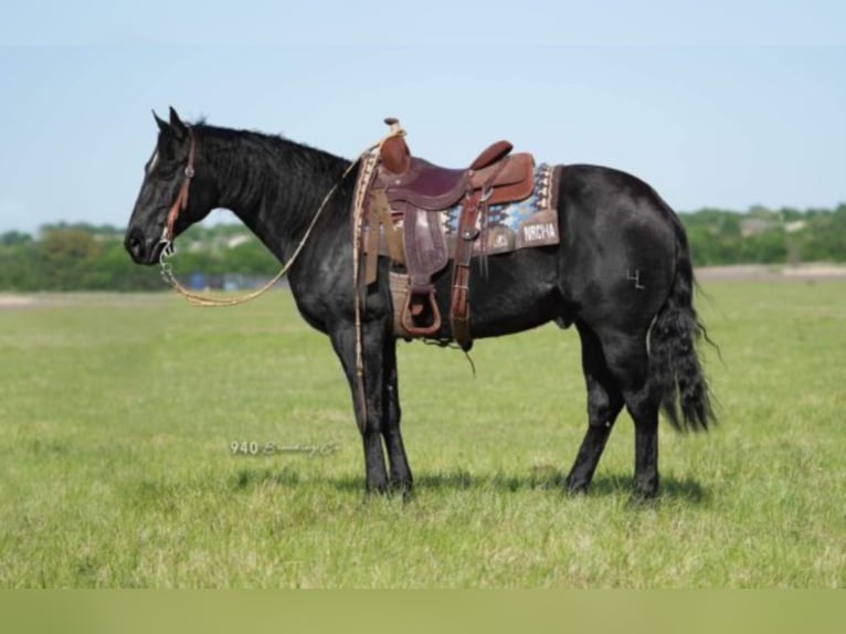 Quarterhäst Valack 14 år 150 cm Svart in waco TX
