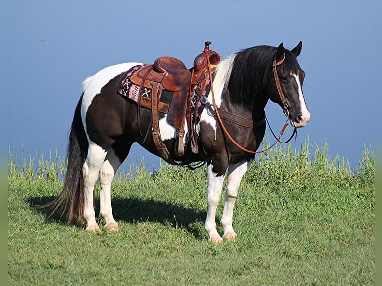 Quarterhäst Valack 14 år 150 cm Tobiano-skäck-alla-färger in wHITLEY cITY ky