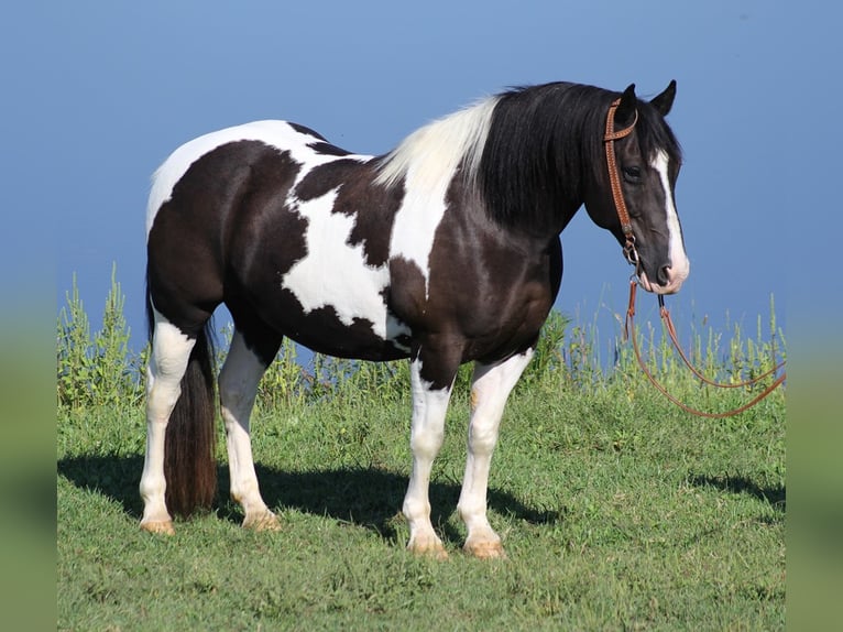 Quarterhäst Valack 14 år 150 cm Tobiano-skäck-alla-färger in wHITLEY cITY ky