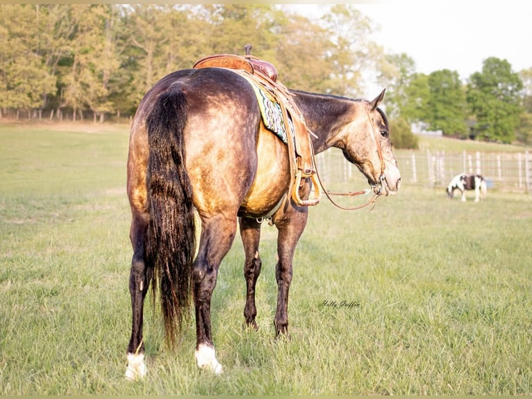 Quarterhäst Valack 14 år 152 cm Gulbrun in Greenville, KY