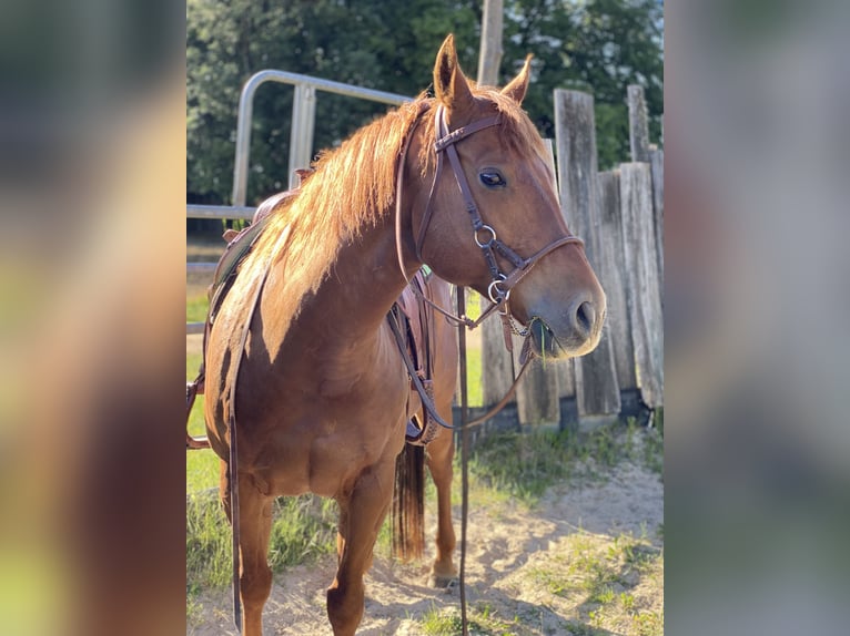 Quarterhäst Valack 14 år 155 cm fux in Heltersberg