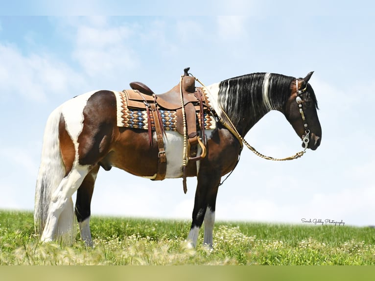 Quarterhäst Valack 14 år 155 cm Tobiano-skäck-alla-färger in Oelwein IA