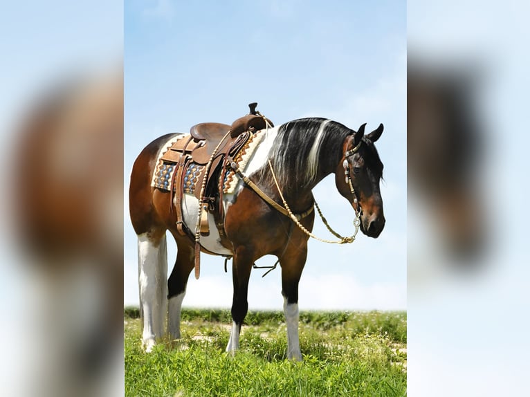 Quarterhäst Valack 14 år 155 cm Tobiano-skäck-alla-färger in Oelwein IA