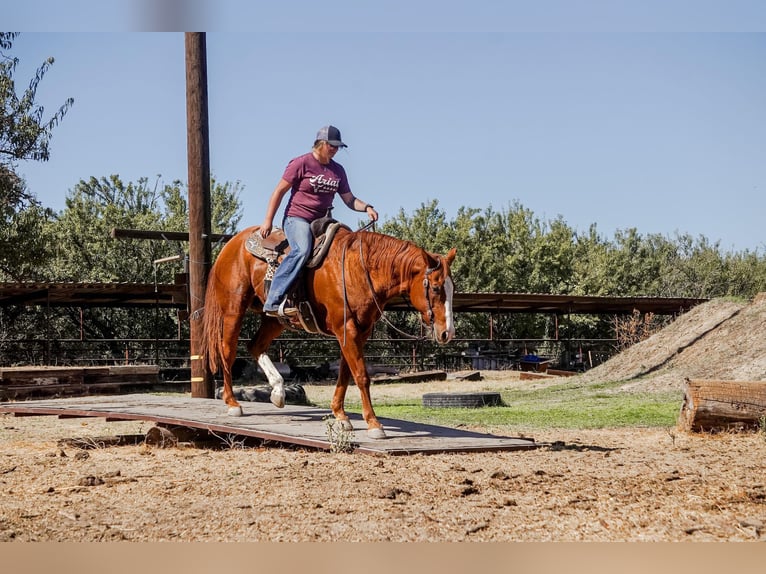 Quarterhäst Valack 14 år 155 cm in Valley Springs CA