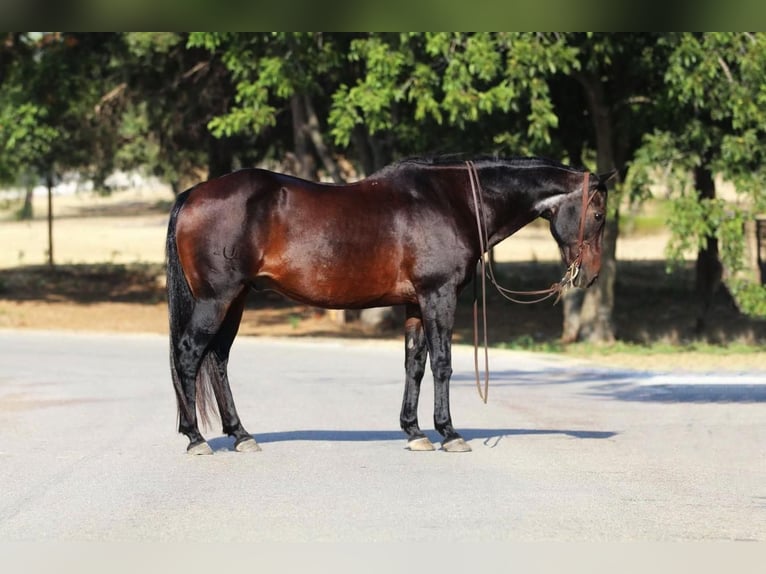 Quarterhäst Valack 14 år 157 cm Brun in Stephenville, TX
