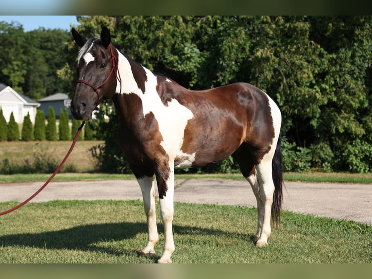 Quarterhäst Valack 14 år 157 cm Tobiano-skäck-alla-färger in Brooklyn WI