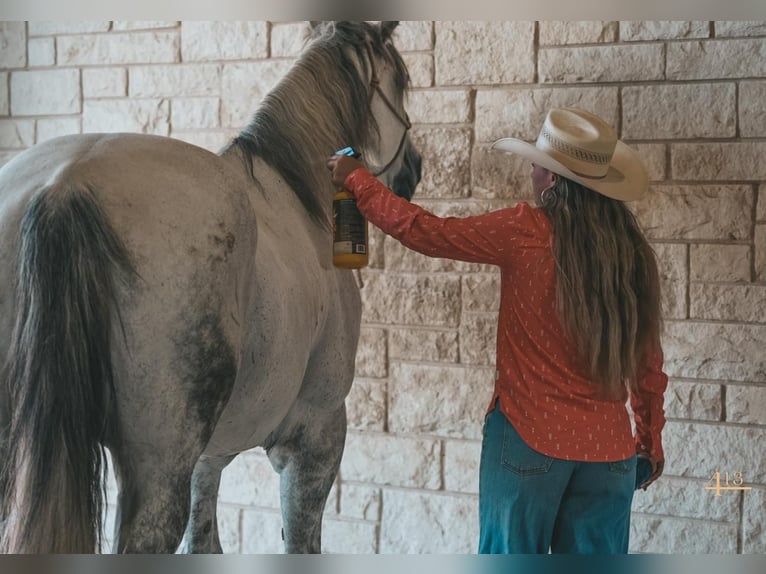 Quarterhäst Valack 14 år 163 cm Grå in Granbury, TX