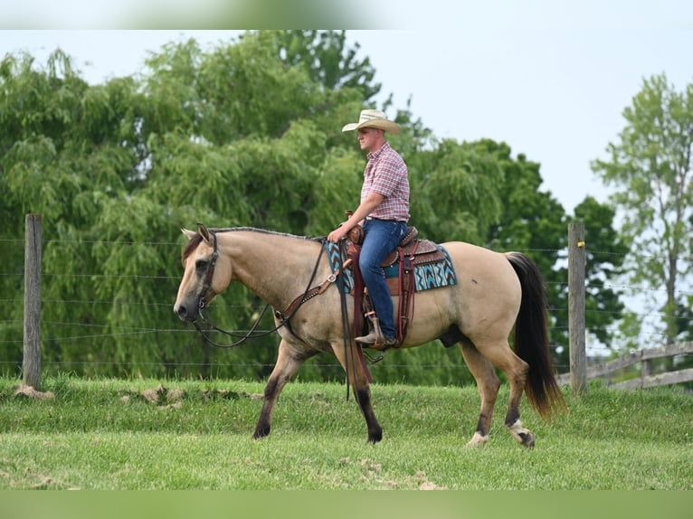 Quarterhäst Valack 14 år Gulbrun in Jackson, OH