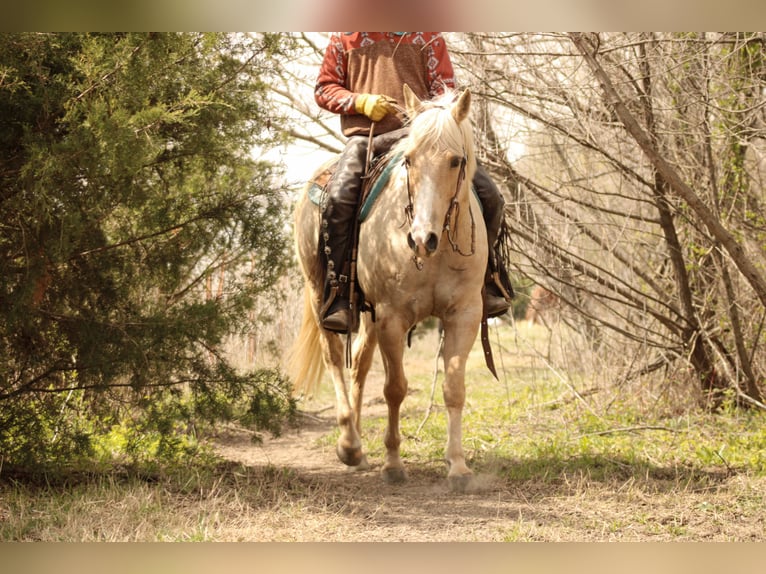 Quarterhäst Valack 14 år Palomino in Baxter Springs