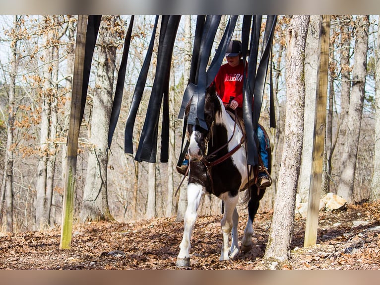 Quarterhäst Valack 14 år Tobiano-skäck-alla-färger in Mountain Grove, MO