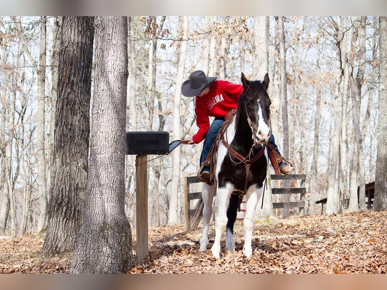 Quarterhäst Valack 14 år Tobiano-skäck-alla-färger in Mountain Grove, MO
