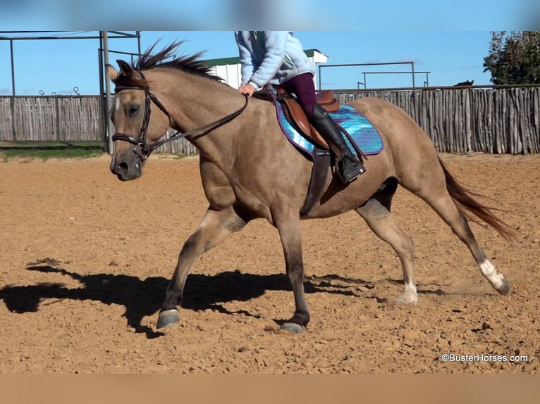 Quarterhäst Valack 15 år 142 cm Gulbrun in Weatherford, TX