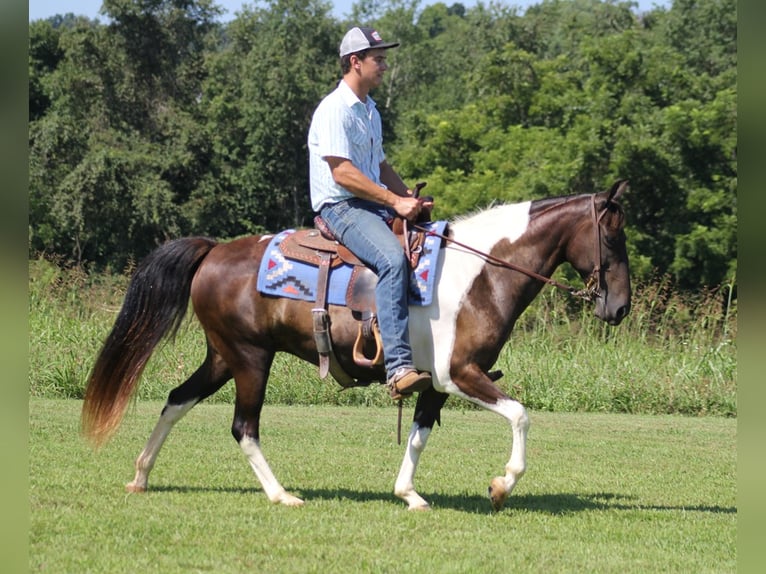 Quarterhäst Valack 15 år 142 cm Tobiano-skäck-alla-färger in Mount Vernon Ky