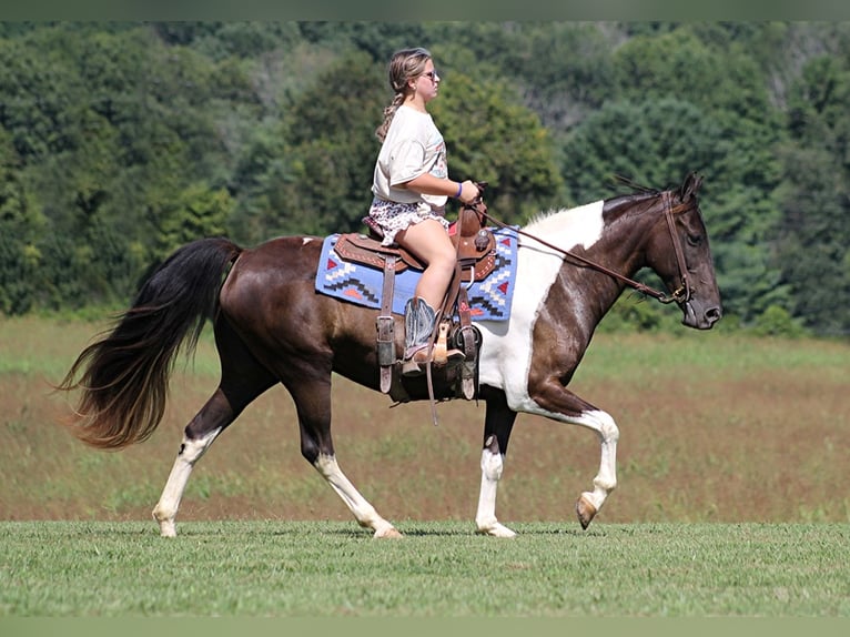 Quarterhäst Valack 15 år 142 cm Tobiano-skäck-alla-färger in Mount Vernon Ky