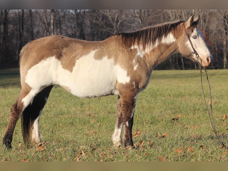 Quarterhäst Valack 15 år 150 cm Overo-skäck-alla-färger in nANCY ky