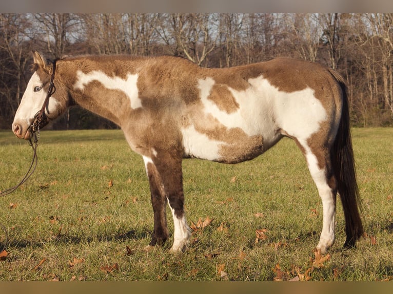 Quarterhäst Valack 15 år 150 cm Overo-skäck-alla-färger in nANCY ky