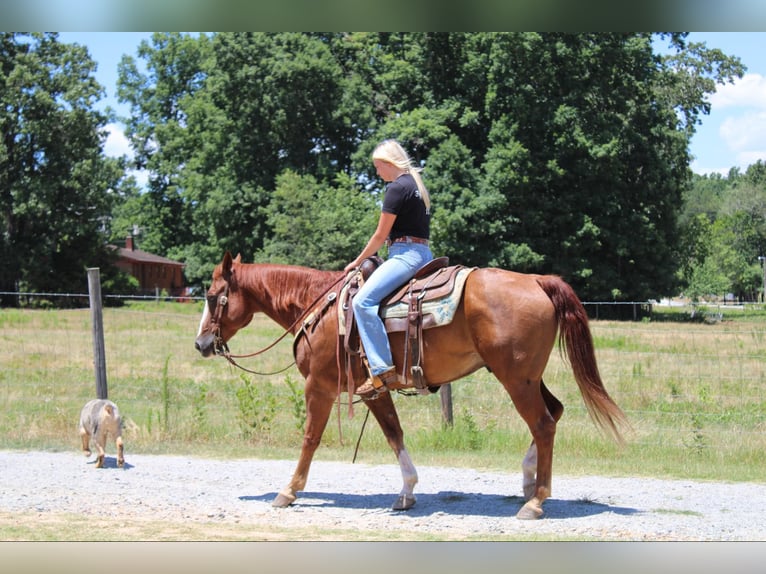 Quarterhäst Valack 15 år 152 cm Fux in Cherryville NC