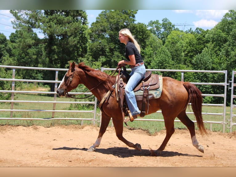 Quarterhäst Valack 15 år 152 cm Fux in Cherryville NC