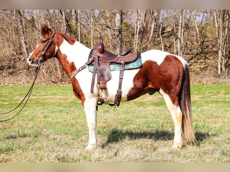 Quarterhäst Valack 15 år 152 cm Tobiano-skäck-alla-färger in Hillsboro KY
