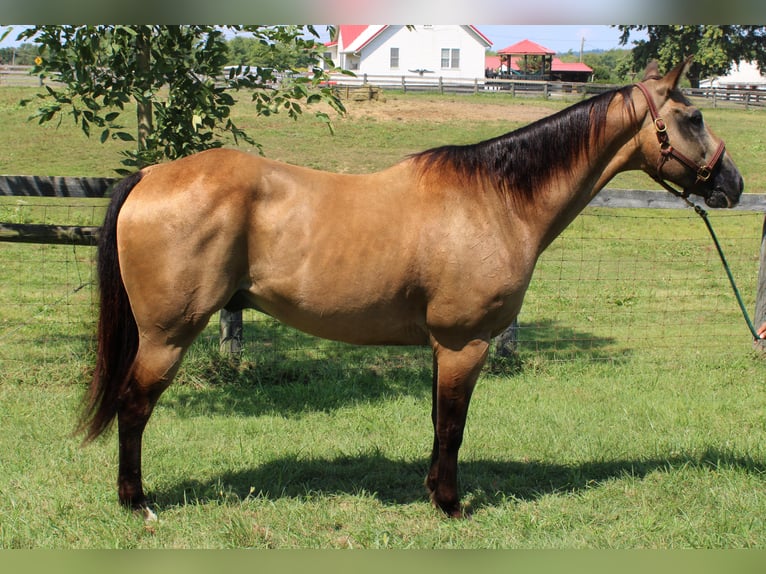 Quarterhäst Valack 15 år 157 cm Gulbrun in Borden In