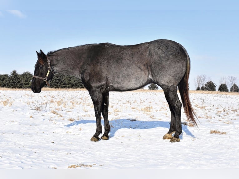 Quarterhäst Valack 15 år Grå-blå-brun in Baldwin, WI