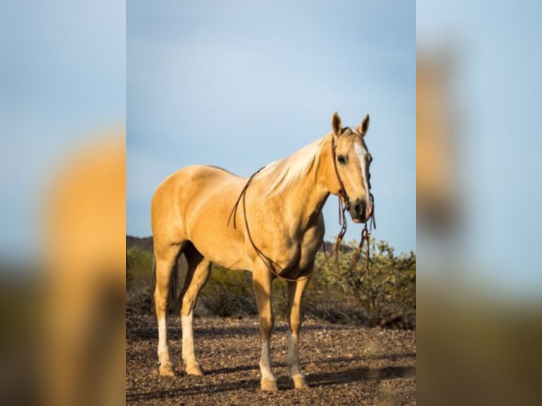 Quarterhäst Valack 15 år Palomino in Whittman AZ