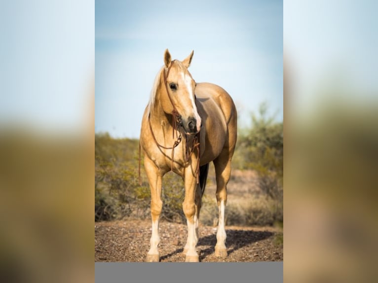 Quarterhäst Valack 15 år Palomino in Whittman AZ