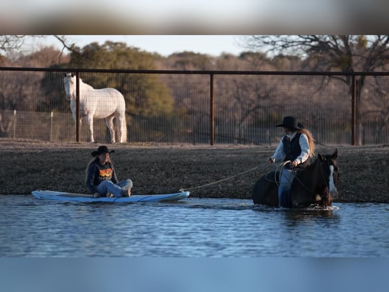 Quarterhäst Blandning Valack 15 år Svart in Weatherford, TX