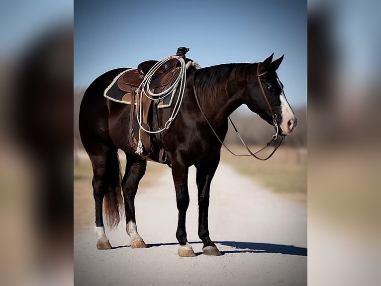 Quarterhäst Blandning Valack 15 år Svart in Weatherford, TX