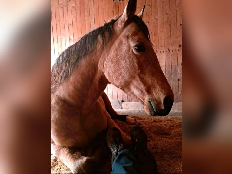 Quarterhäst Valack 16 år 150 cm Gulbrun in Freilassing