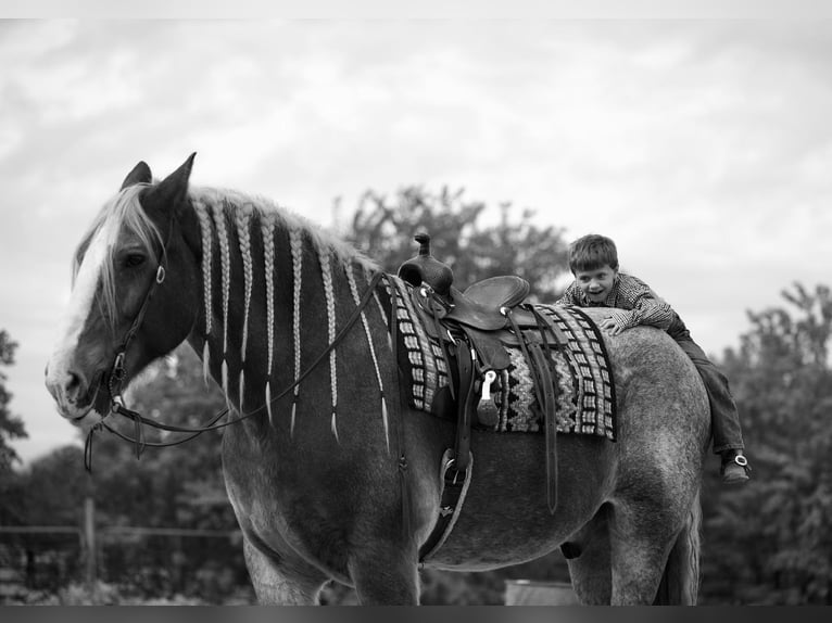 Quarterhäst Valack 16 år 175 cm Rödskimmel in Huntsville TX