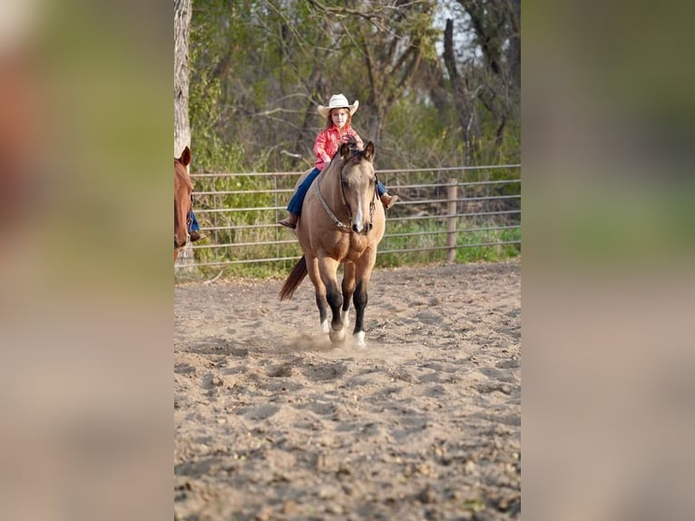 Quarterhäst Valack 17 år Gulbrun in Valley Springs, SD