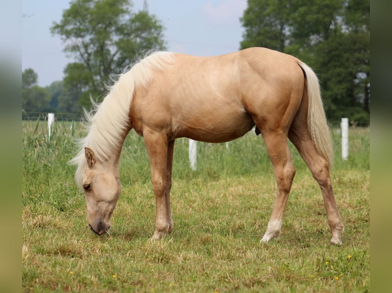 Quarterhäst Valack 1 år 150 cm Palomino in Stade