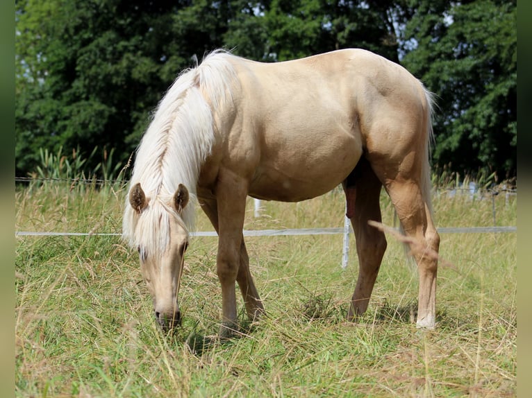 Quarterhäst Valack 1 år 150 cm Palomino in Stade