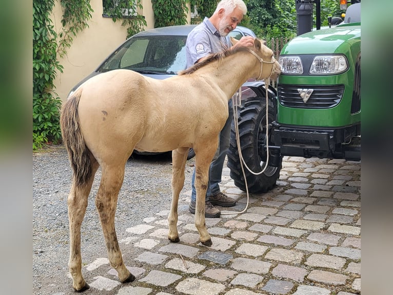 Quarterhäst Valack 2 år 150 cm Champagne in Müglitztal
