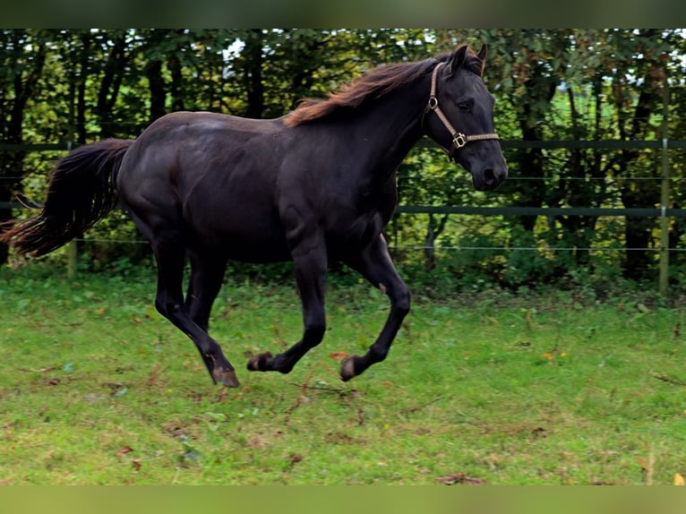 Quarterhäst Valack 2 år 152 cm in Hellenthal
