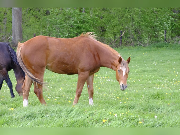 Quarterhäst Valack 2 år 156 cm fux in Harsin